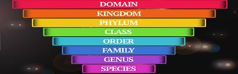 Classification powerpoint