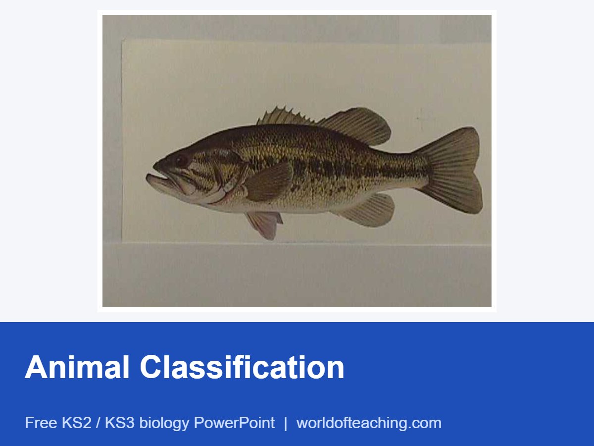 Animal Classification PowerPoint