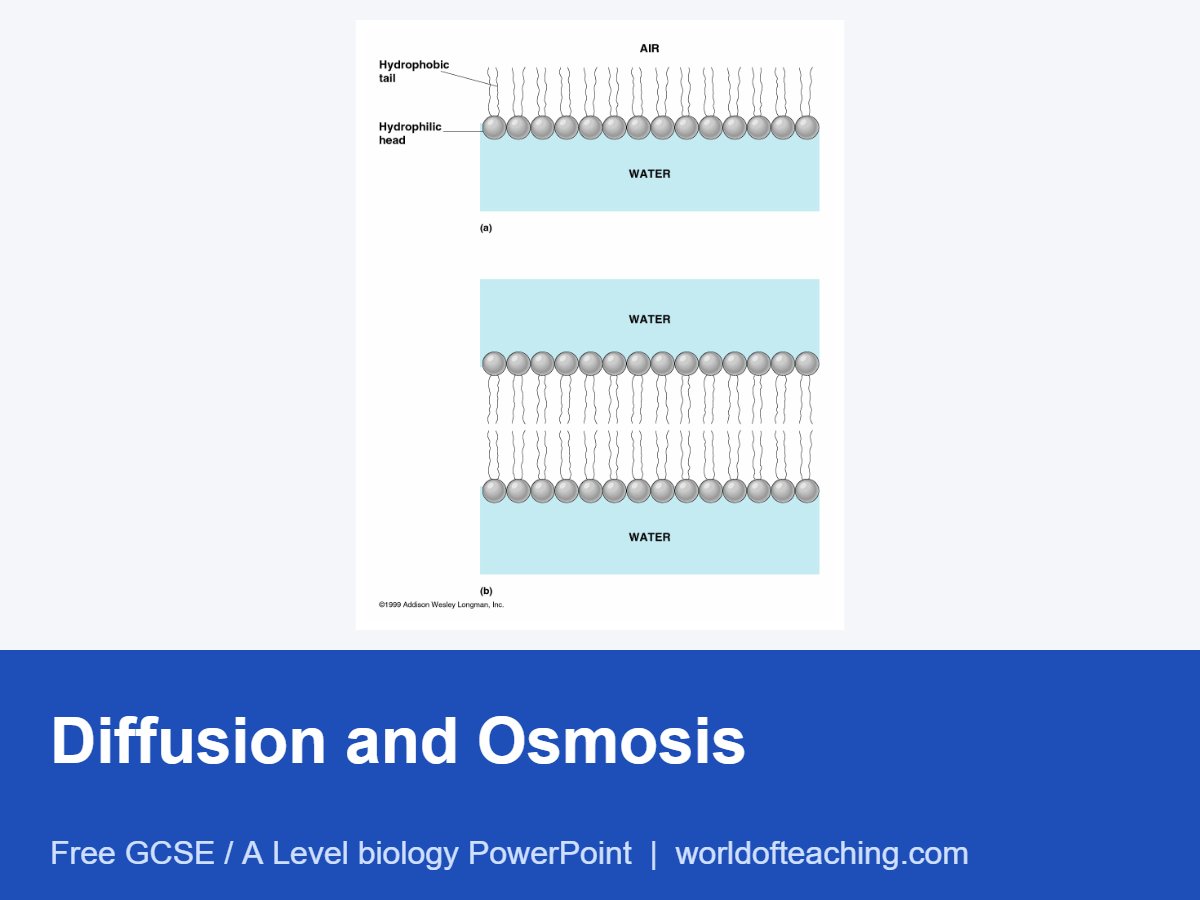 Diffusion and Osmosis PowerPoint