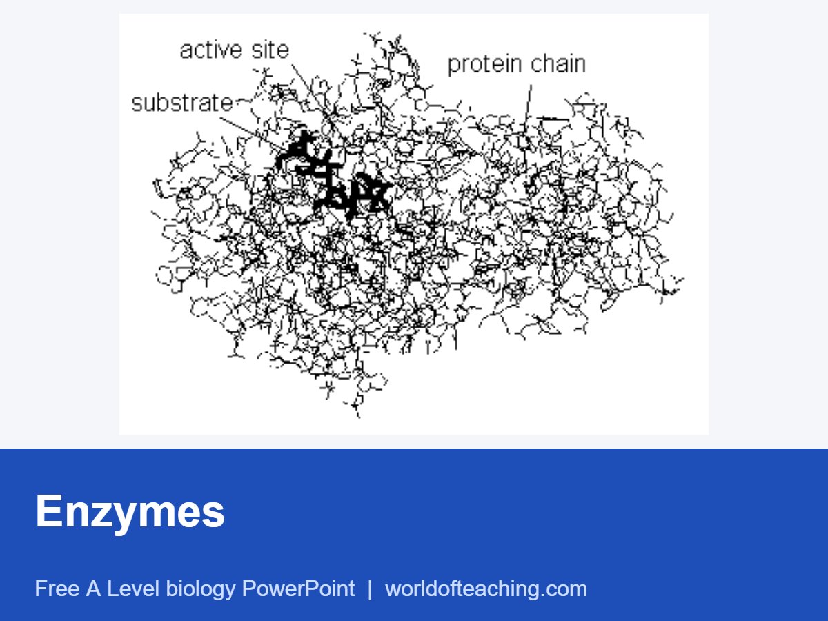 Enzymes PowerPoint