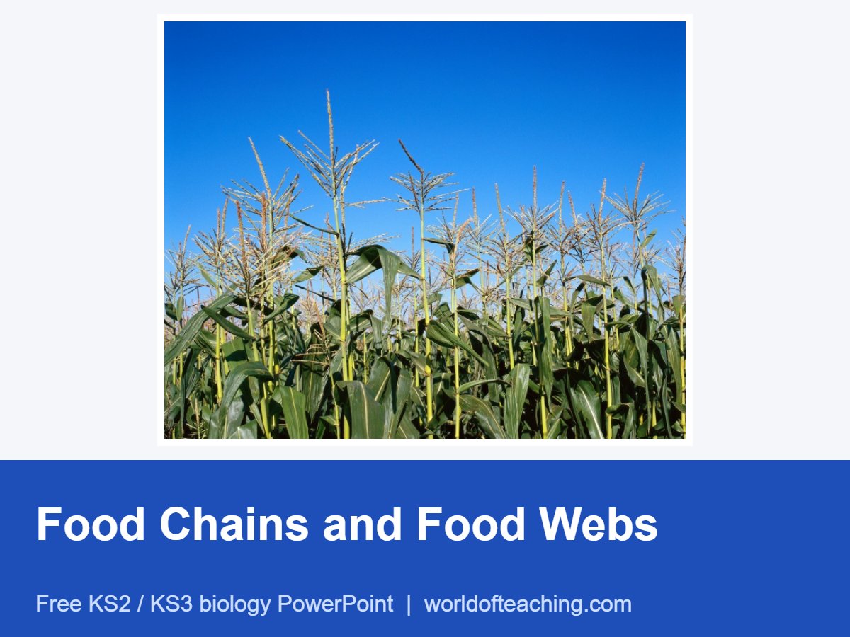 Food Chains and Food Webs PowerPoint