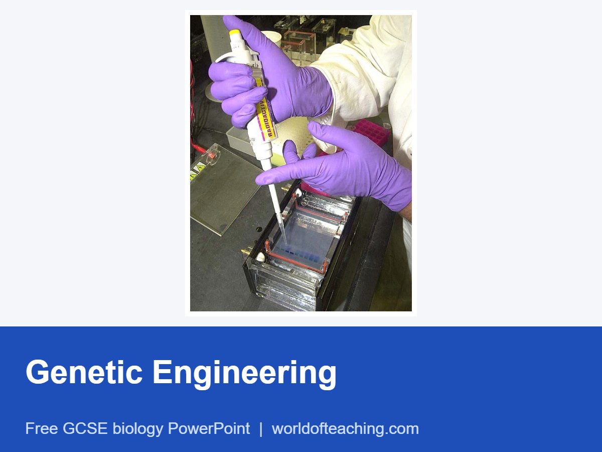Genetic Engineering PowerPoint