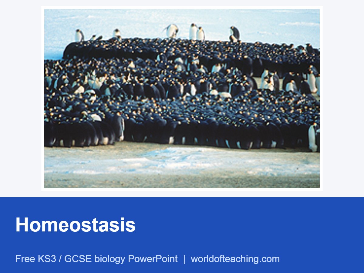 Homeostasis PowerPoint