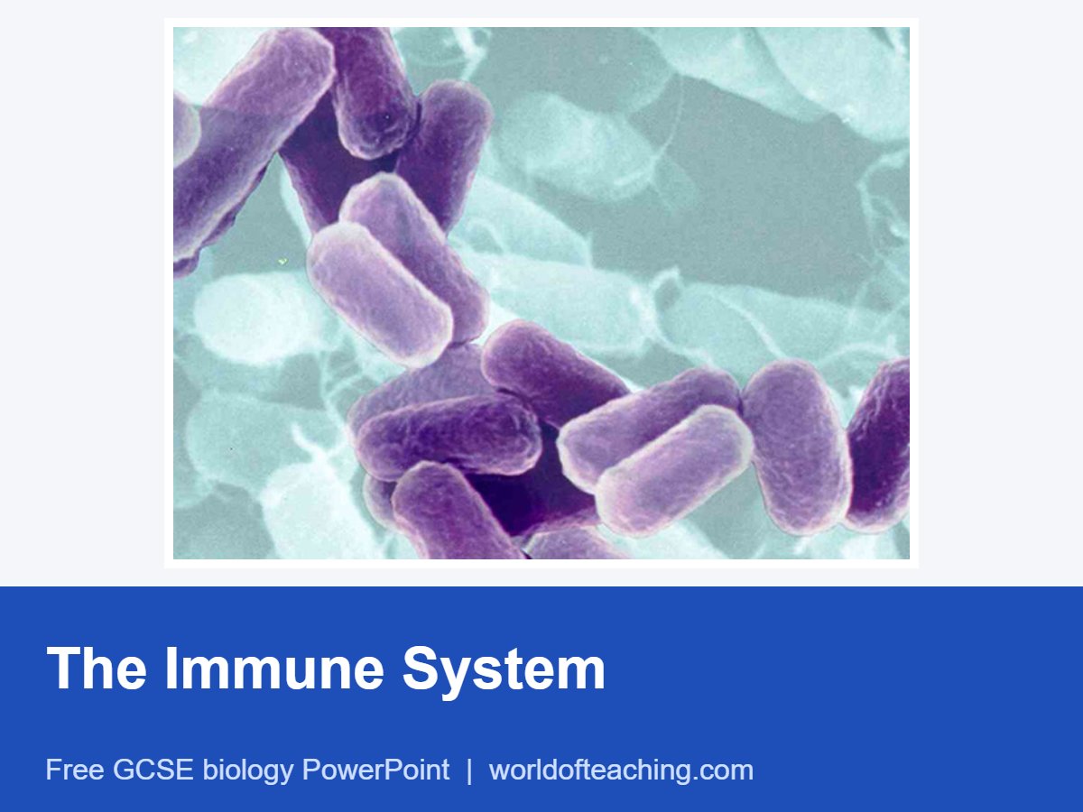 The Immune System PowerPoint