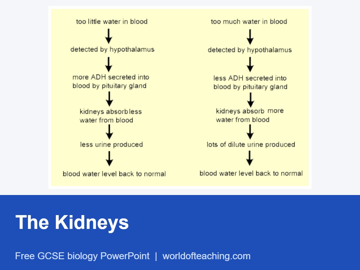 The Kidneys PowerPoint