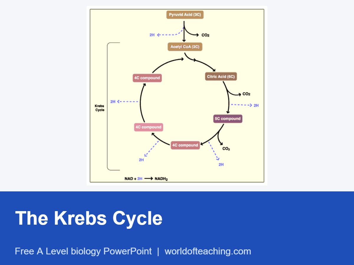 The Krebs Cycle PowerPoint