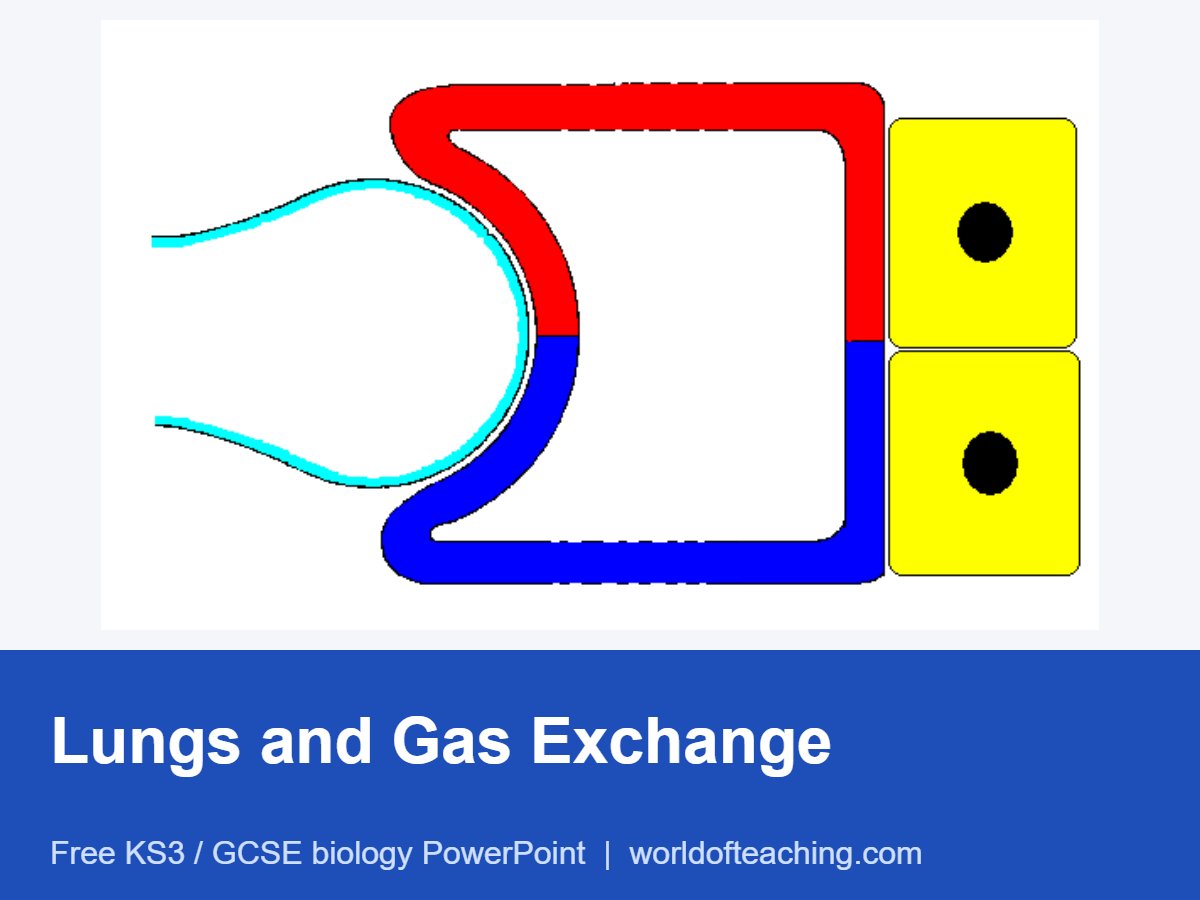 Lungs and Gas Exchange PowerPoint