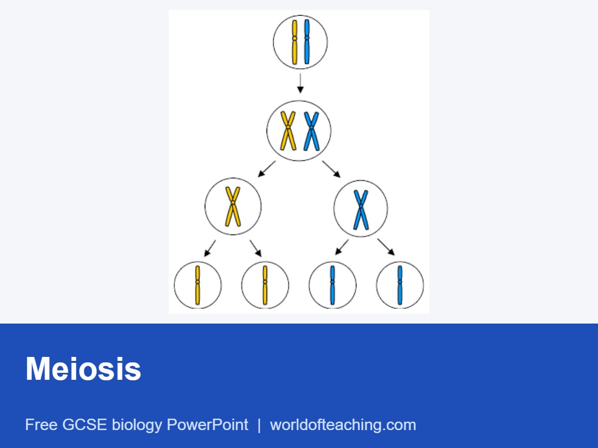 Meiosis PowerPoint