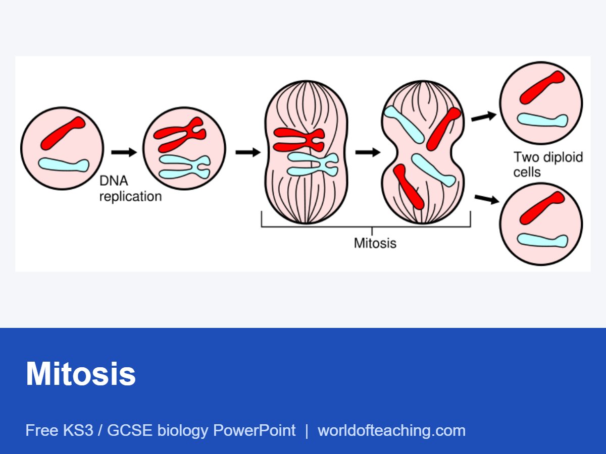 Mitosis PowerPoint