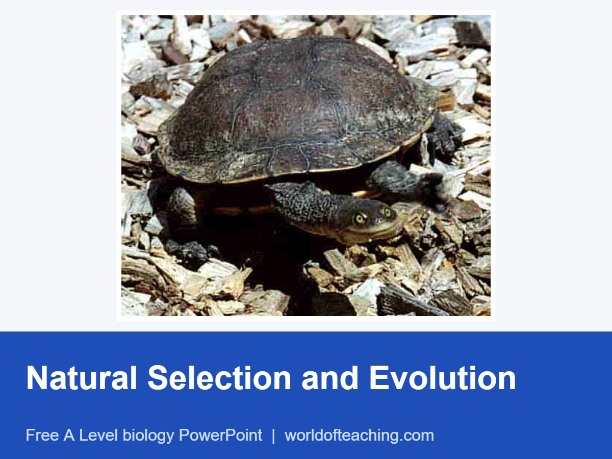 Natural Selection and Evolution PowerPoint
