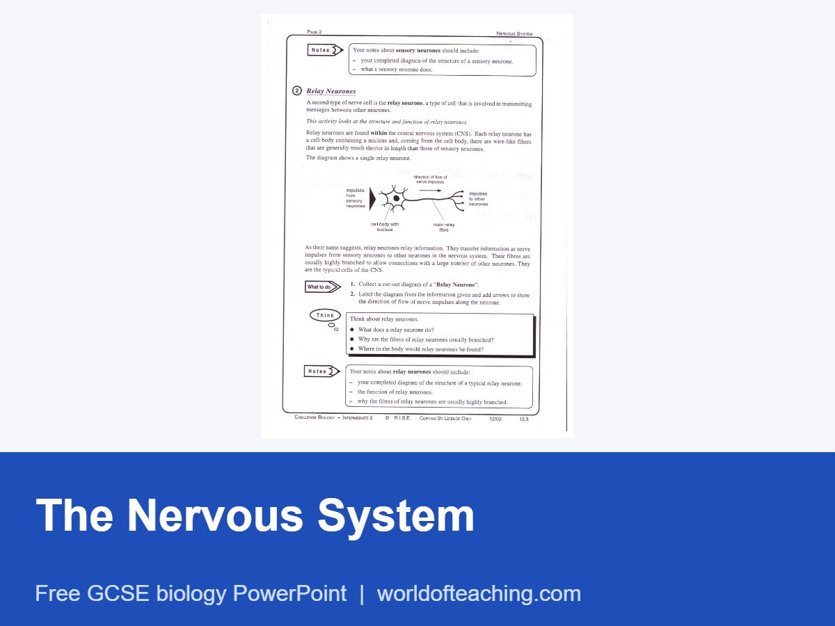 The Nervous System PowerPoint