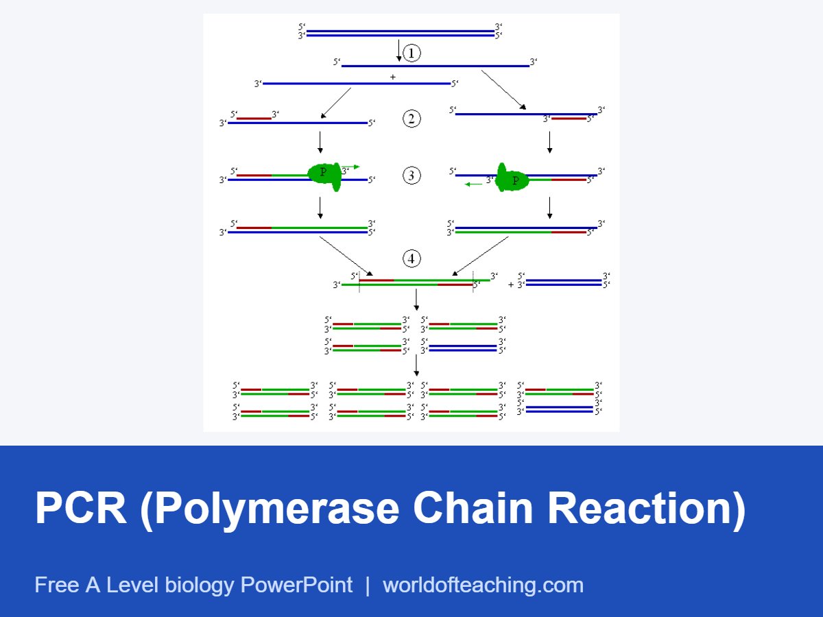 PCR (Polymerase Chain Reaction) PowerPoint