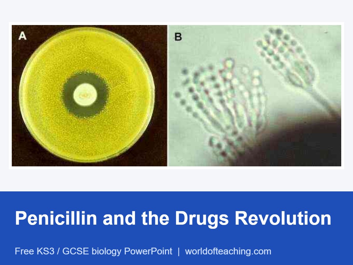 Penicillin and the Drugs Revolution PowerPoint