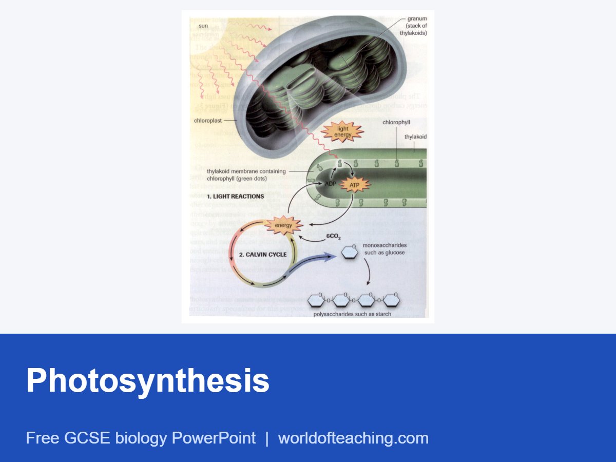 Photosynthesis PowerPoint
