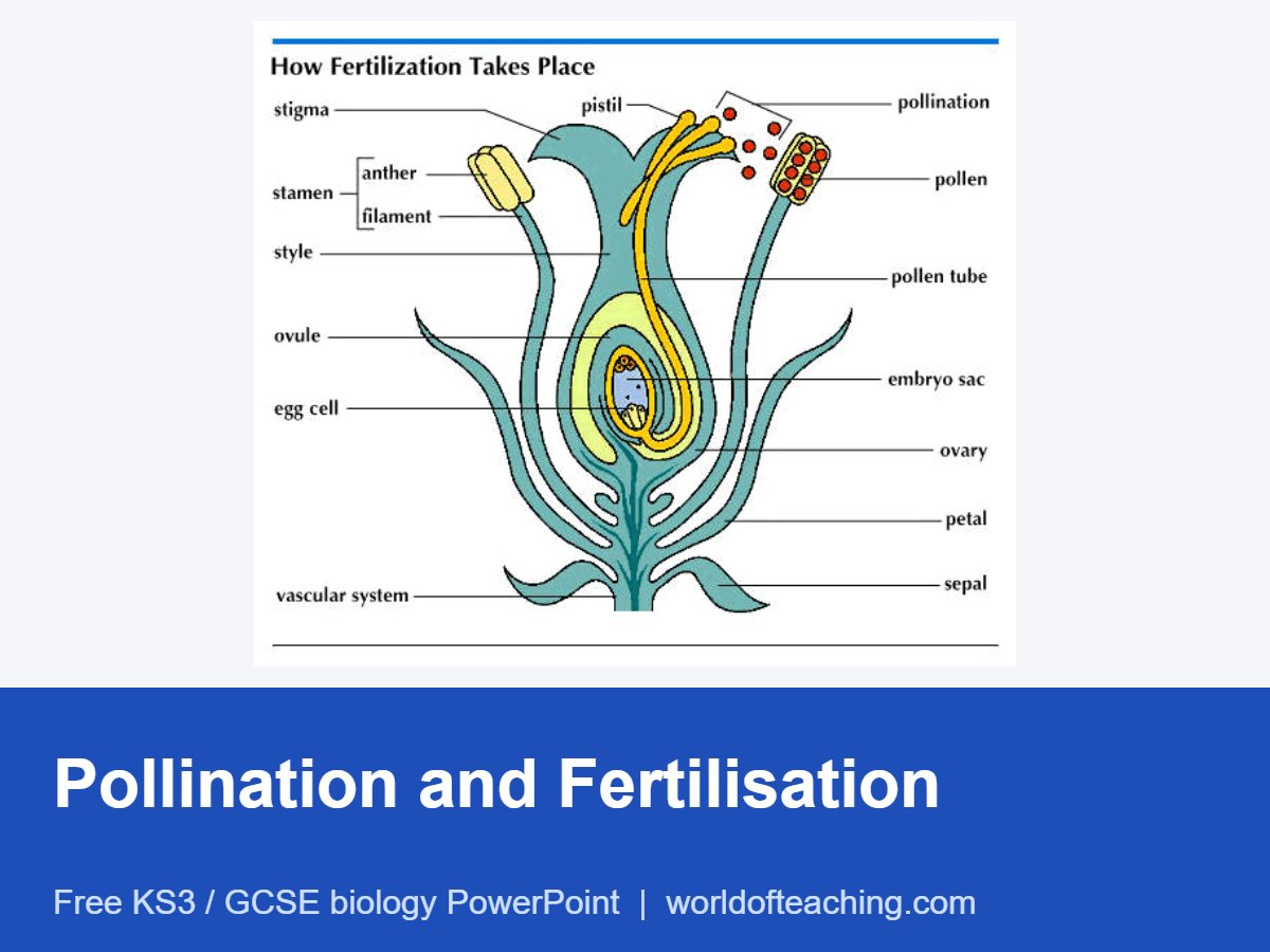 Pollination and Fertilisation PowerPoint