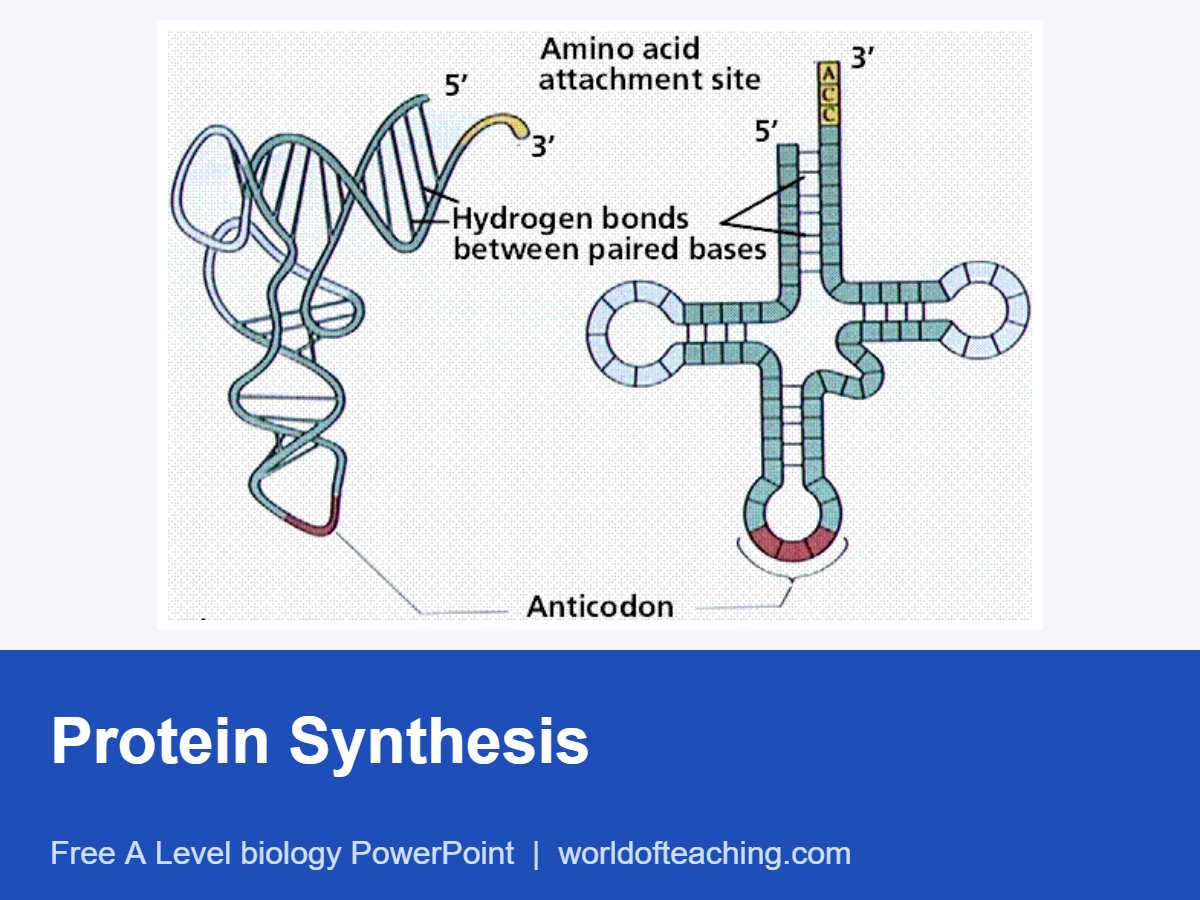 Protein Synthesis PowerPoint