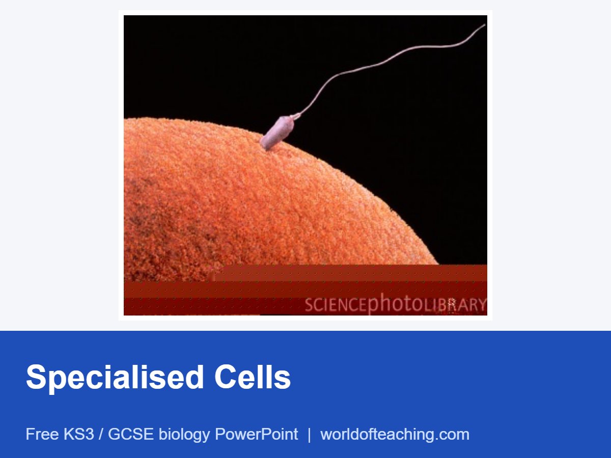 Specialised Cells PowerPoint