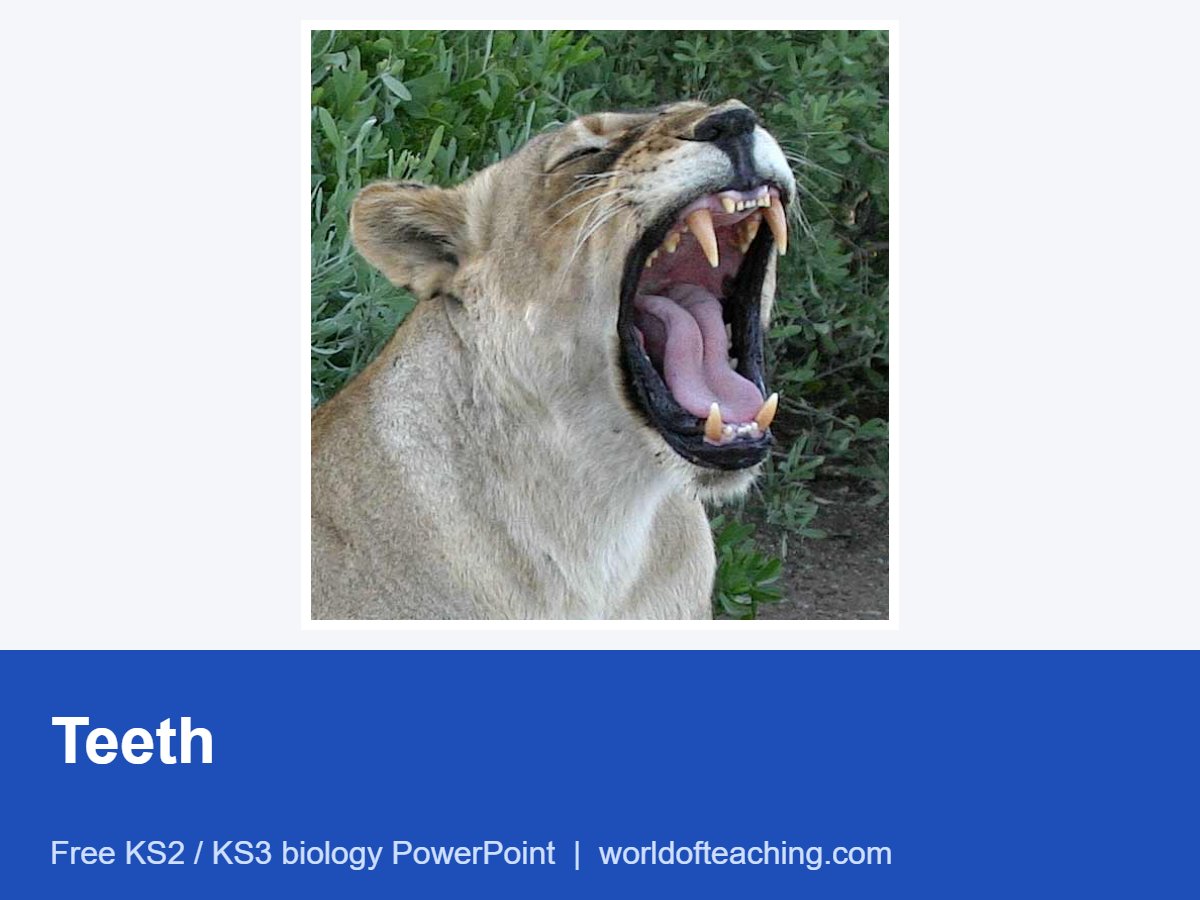 Teeth PowerPoint