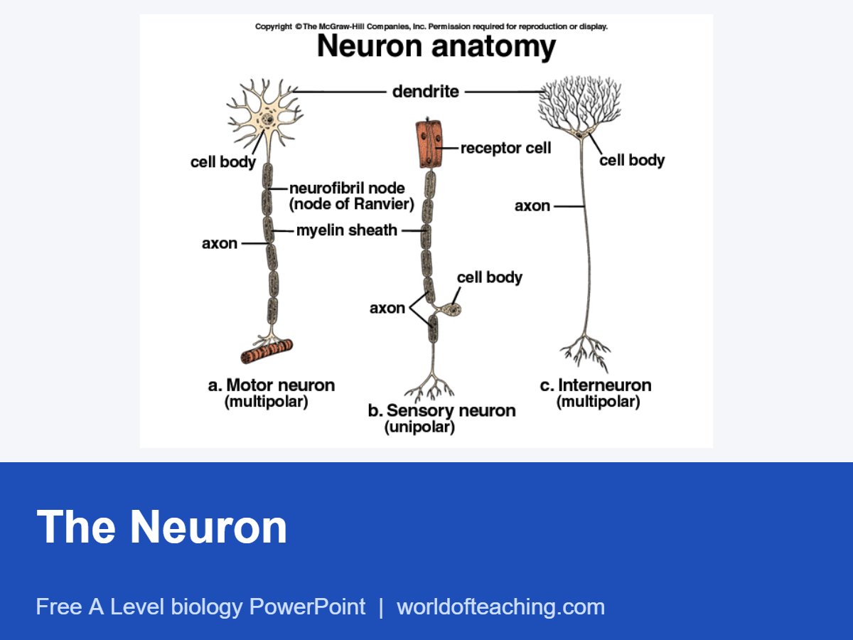 The Neuron PowerPoint