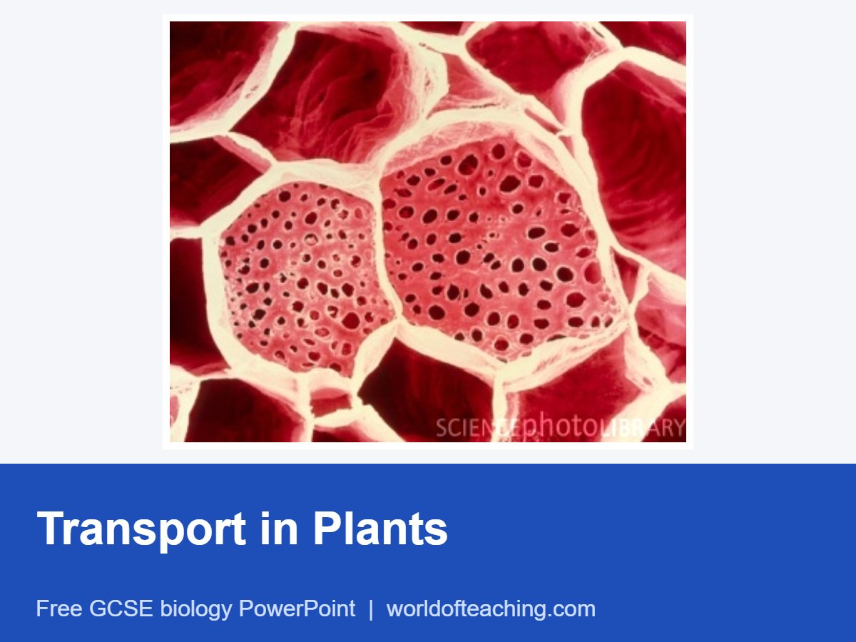 Transport in Plants PowerPoint