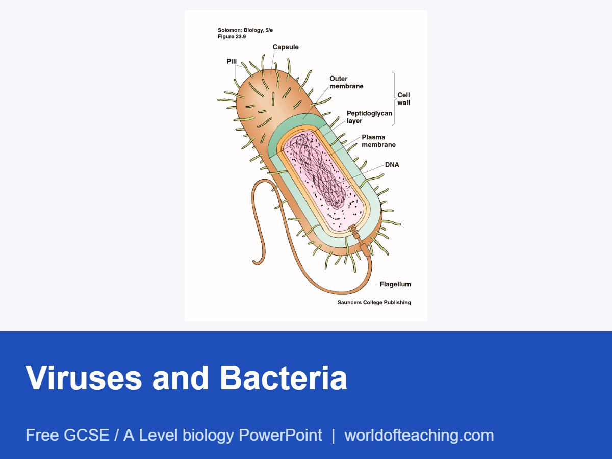 Viruses and Bacteria PowerPoint
